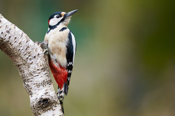 Canvas Print - Male great-spotted woodpecker+