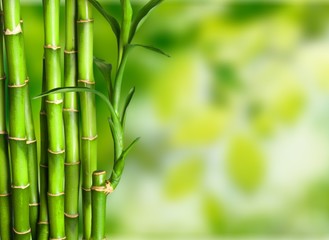  Bambus.