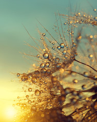 Wall Mural - Dewy dandelion flower at sunrise close up. Natural backgrounds.