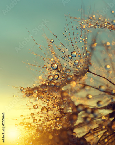 zroszony-dandelion-kwiat-przy-wschodu-slonca-zakonczeniem-up-naturalne-tlo