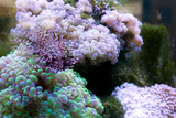 Corals reef and sponges in a aquarium.