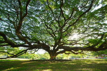 big tree