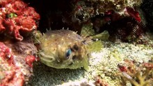 Puffer Fish Pouted And Then Blown Away! Sea Life. Amazing, Beautiful Underwater World Bali Indonesia And  Life Of Its Inhabitants, Creatures And Diving, Travels With Them. Wonderful Experience In Sea
