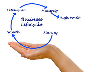 Canvas Print - Diagram of Business lifecycle