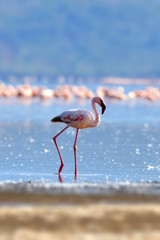 Flamingos on lake. Kenya, Africa