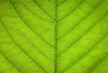 Wall Mural -  leaf texture