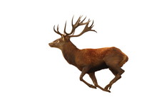 Isolated Red Deer Running
