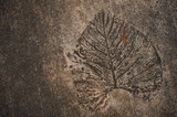 Fototapeta Fototapeta kamienie - Leaf imprint on cement texture background