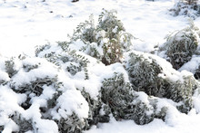 Dry Branch Covered With Fluffy Snow, Winter Background, Bush Covered With Snow, The Impact Of The Snowstorm, Winter Landscape