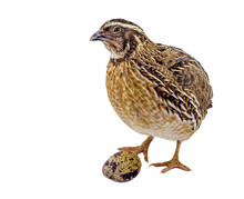 Adult Domesticated Quail With Egg Isolated On White Background 
