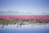 Fototapeta Tulipany - Sea of pink lotus.
