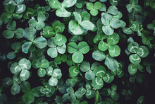 Close-up Of Clover Leaves