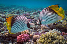Threadfin Butterflyfish (Chaetodon Auriga) And Coral Reef, Red S