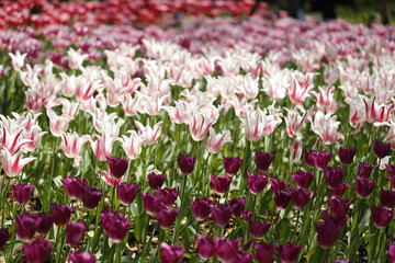  輝くチューリップ