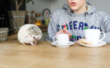 African Hedgehog And Cups.