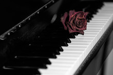 Dry Rose Over Grand Piano Keys