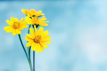 yellow daisy flower