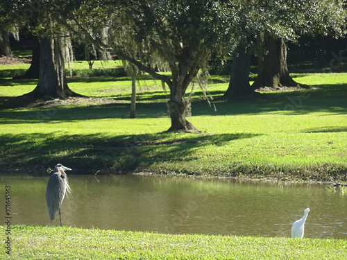 Oiseau Noir Et Blanc Regardant Le Paysage Buy This Stock