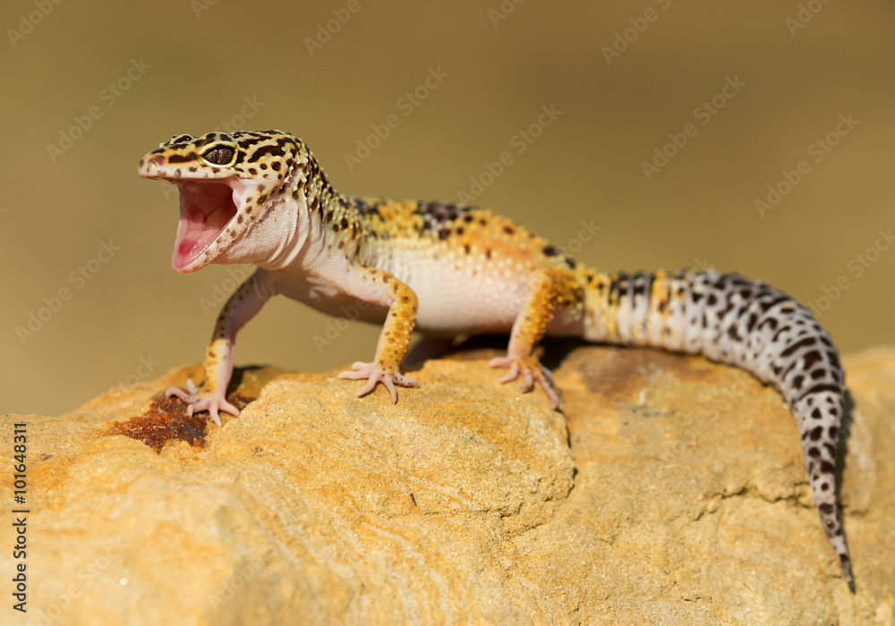 Leopard gecko on the rock with open mouth, clean background, Czech Republic - obrazy, fototapety, plakaty 