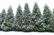 Snow dusted evergreen trees horizontal shot