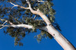 Bare trunk sycamore tree against a blue sky. Cyprus. Limassol.