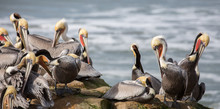 A Pod Of Brown Pelicans, Pelecanus Occidentalis