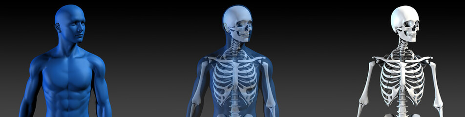 transparent human with bone structure