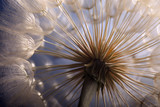 Fototapeta Dmuchawce - big dandelion on a blue background