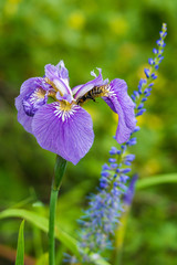 cup of iris and bumblebee