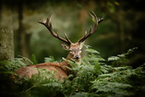 cerf brame chasse bois mammifère roi forêt cervidé fougère s
