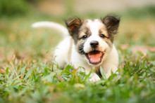 Smiling Puppy On Green Grass