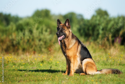 Fotomural german shepherd dog sitting on grass
