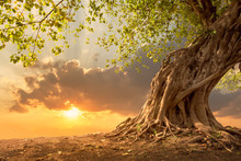 Beautiful Tree At Sunset Vibrant Orange With Free Copy Space.
