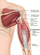 Anatomie Trizeps und hintere Schulter
