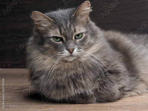 Portrait Of A Large Disgruntled Cat Cat With Green Eyes Big