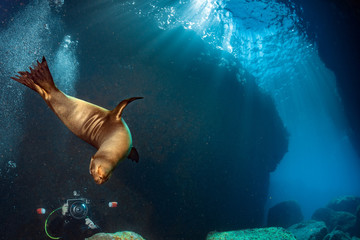 Puppy sea lion underwater looking at you