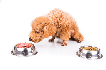 Wall Mural - Poodle dog choosing between raw meat or kibbles as meal