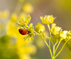 Wall Mural - ladybug on flowers of linden wood