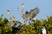 Great Blue Herons In The Nest