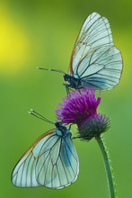 Two Butterflies Facing Each Other