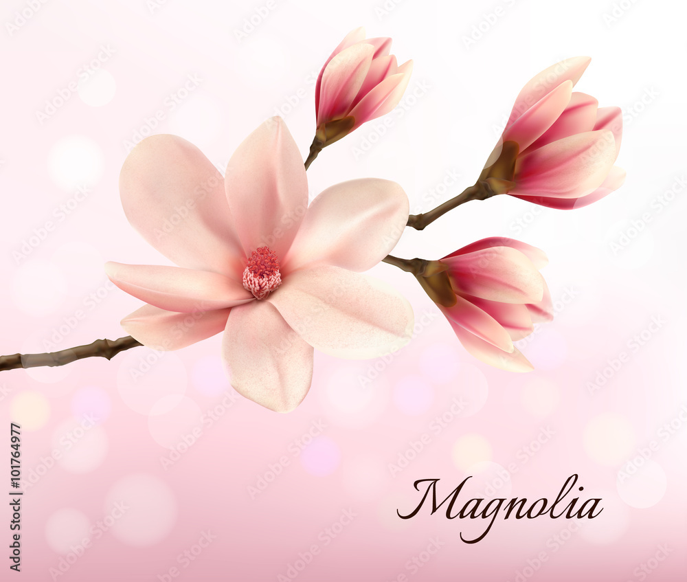 Branch with two pink magnolia flowers. Vector. - obrazy, fototapety, plakaty 