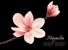 Branch With Two Pink Magnolia Flowers. Vector.