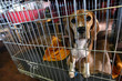 Beagle in the cage on exhibition