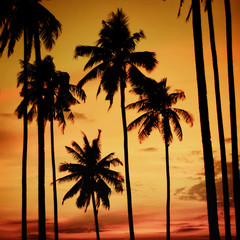 Poster - Silhouette Coconut Palm Tree Outdoors Concept