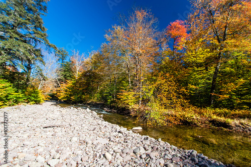 Fotografia, Obraz Fall colors on a remote stream in the Catskills