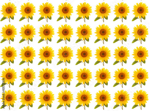 pattern flower sunflower  summertime
