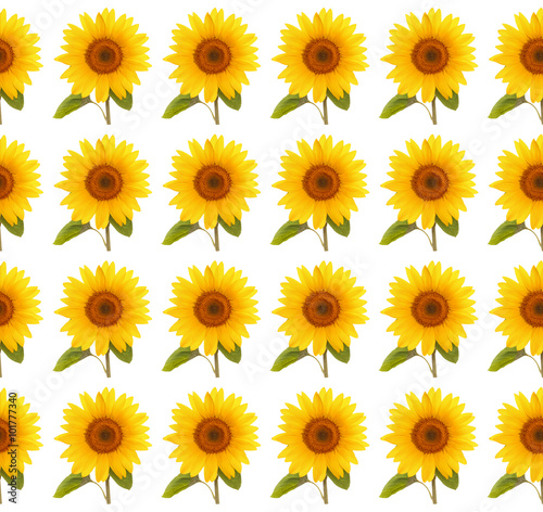 pattern flower sunflower  summertime