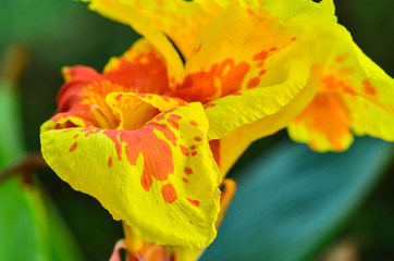 Canna flowers in the garden