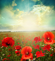 Poster - landscape poppy flowers