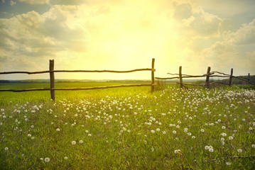 Wall Mural - Green field